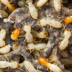 Dudes Termite Control Melbourne - photo 2