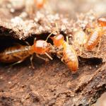 Dudes Termite Control Melbourne - photo 3