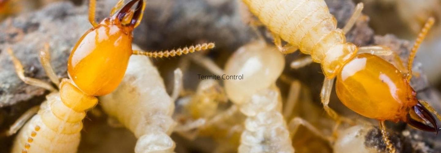 Dudes Termite Control Melbourne cover photo