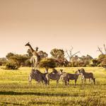 Osprey Wildlife Control Experts - photo 2