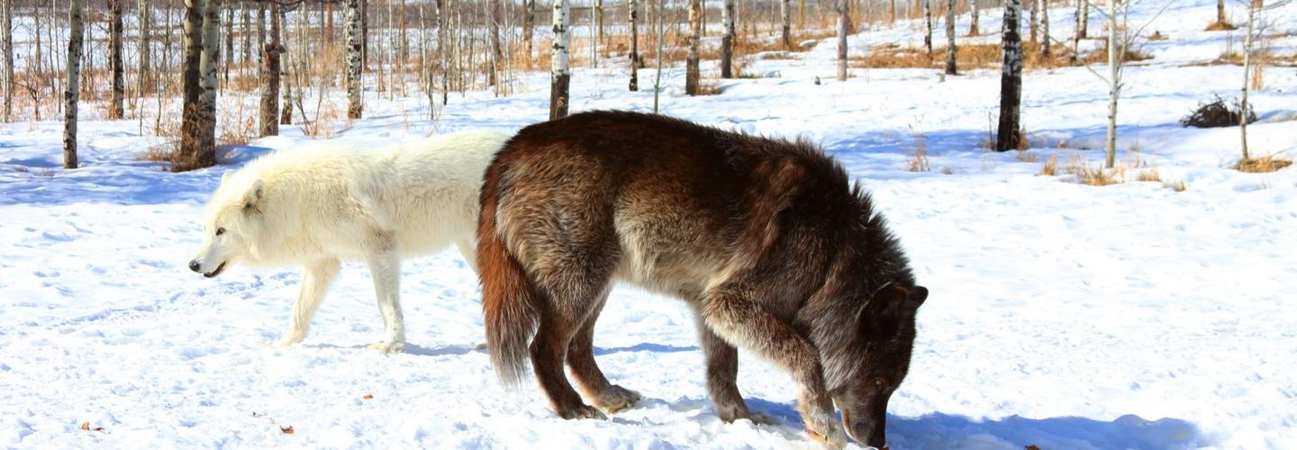 Osprey Wildlife Control Experts cover photo