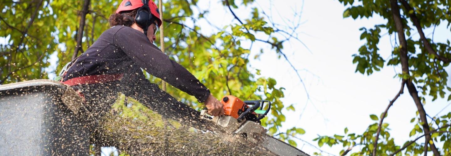 Icehouse Theater Tree Removal Co cover photo