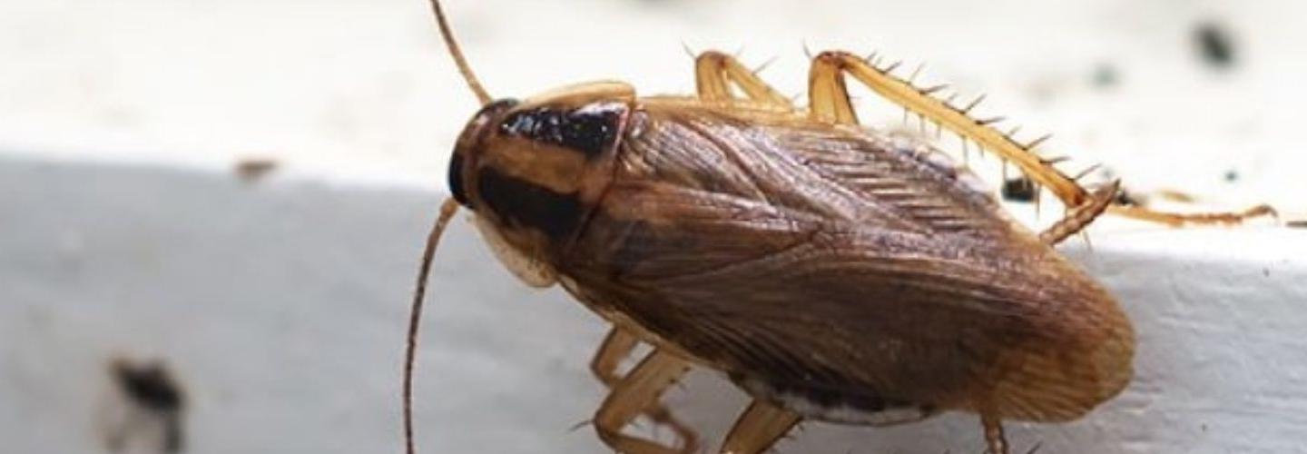 Dudes Cockroach Control Melbourne - Pest Control in Melbourne