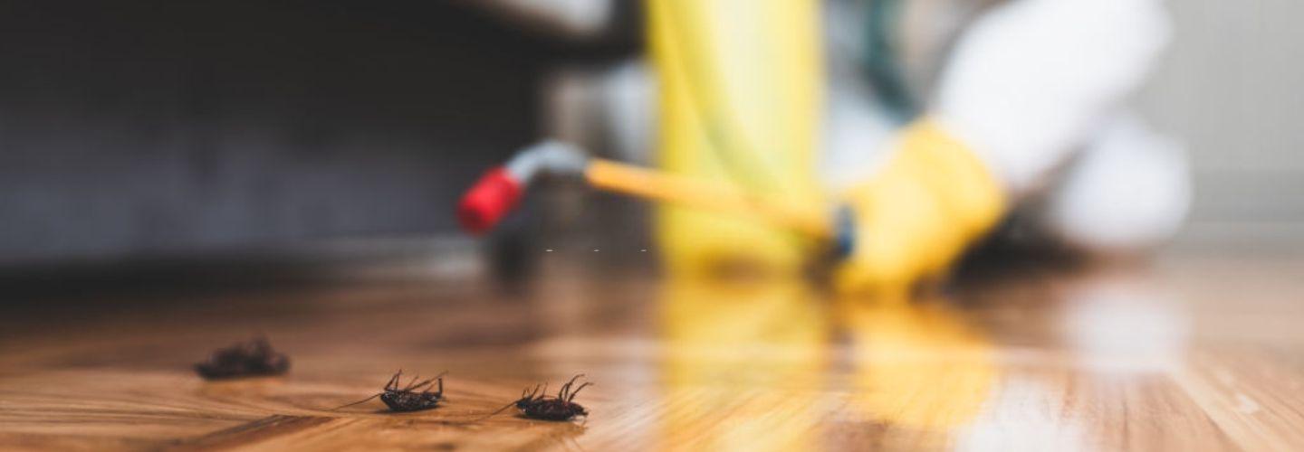 Pest Control Hobart cover photo