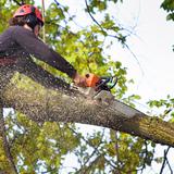 The Grand Strand Tree Service - Tree Services in Myrtle Beach