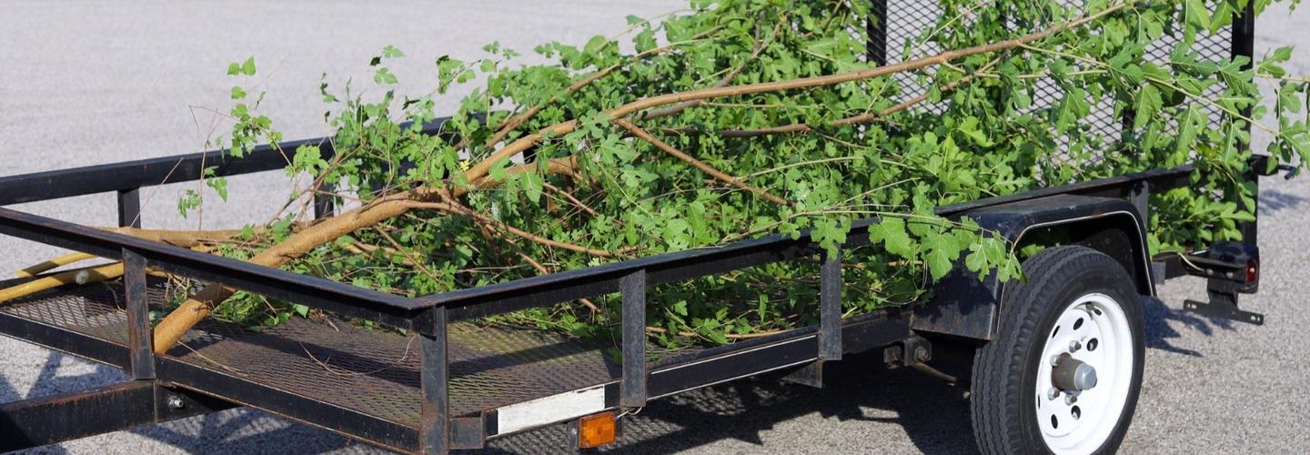 Kohlrausch Park Tree Service cover photo