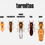 Termite Treatment Brisbane - photo 1