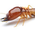 Termite Treatment Brisbane - photo 3