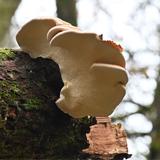 Lake City Tree Experts - Tree Services in Hendersonville