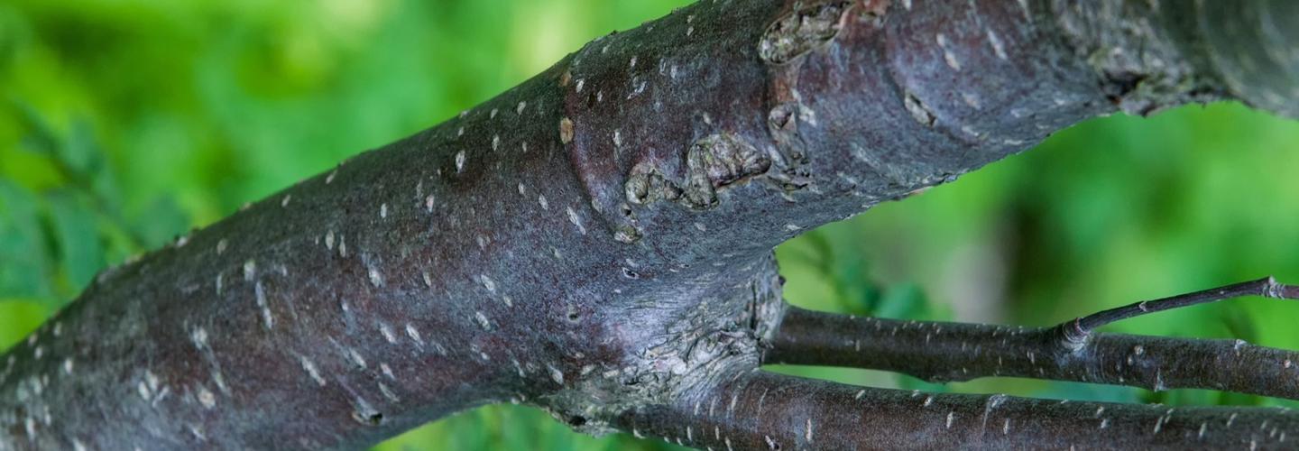 Lake City Tree Experts cover photo