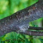 Lake City Tree Experts - photo 1