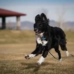 Dog Dynamix Ohio - photo 2