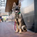 Dog Dynamix Ohio - photo 4