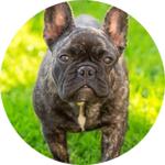 Petdogplanet - photo 2