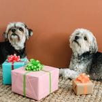 Petdogplanet - photo 4