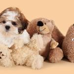 Petdogplanet - photo 6