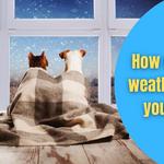 Petdogplanet - photo 9