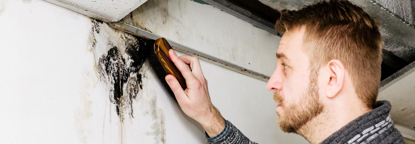 Goddess of Dawn Mold Removal Experts cover photo