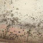 Goddess of Dawn Mold Removal Experts - photo 1