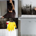 Goddess of Dawn Mold Removal Experts - photo 2