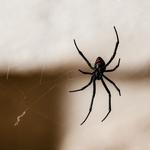 Pest Control Experts of Flickertail - photo 2