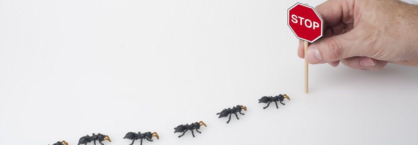 White Ants Hobart cover photo