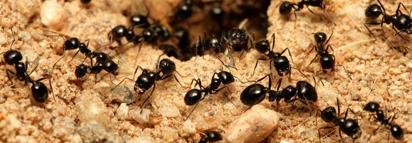 Pest Control Experts of Christmas City cover photo