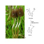 Psilocybe Mexicana Magic Mushroom - photo 3