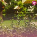 Mosquito Authority-Indialantic, FL - photo 8