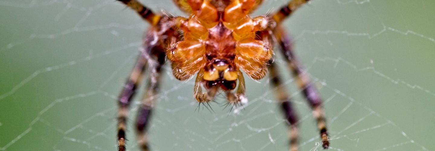 CBD Spider Control Adelaide - Pest Control in Adelaide