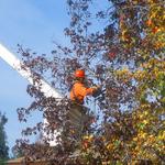 Waterway Tree Service - photo 1