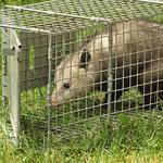 Possum Removal Canberra - photo 1