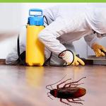 Cockroach Control Hobart - photo 3