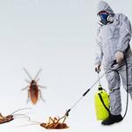 Cockroach Control Hobart - photo 4
