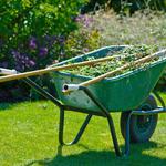 Kangaroo Paw - Gardening & Landscaping Services Company - photo 2