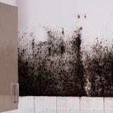 Lake City Mold Removal Experts - Home Inspectors in Hendersonville