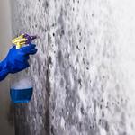 Lake City Mold Removal Experts - photo 1