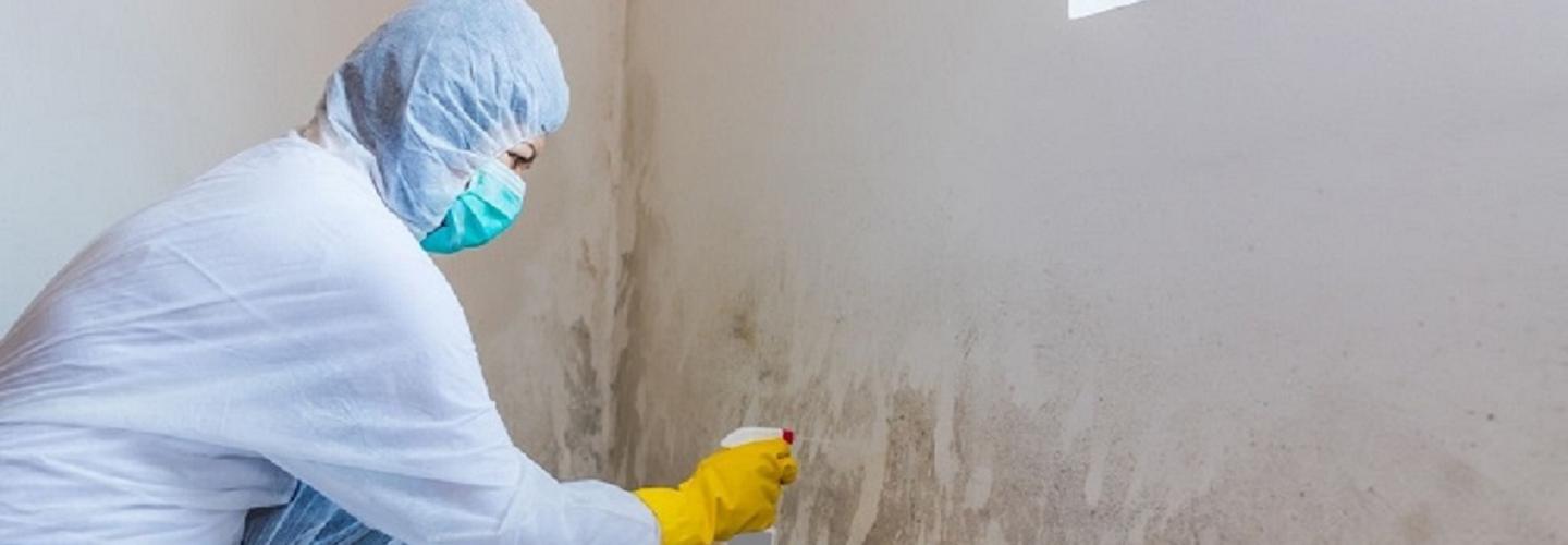 Lake City Mold Removal Experts cover photo