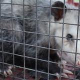 Possum Removal Perth