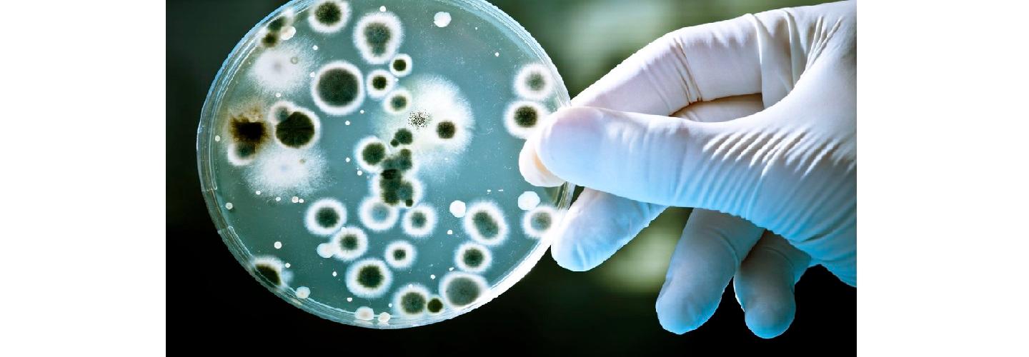 Mold Solutions & Inspections cover photo