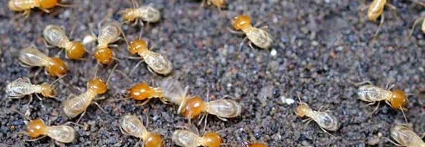 Termite Inspection Hobart cover photo