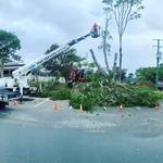 Treesafe Environmental Services - photo 3