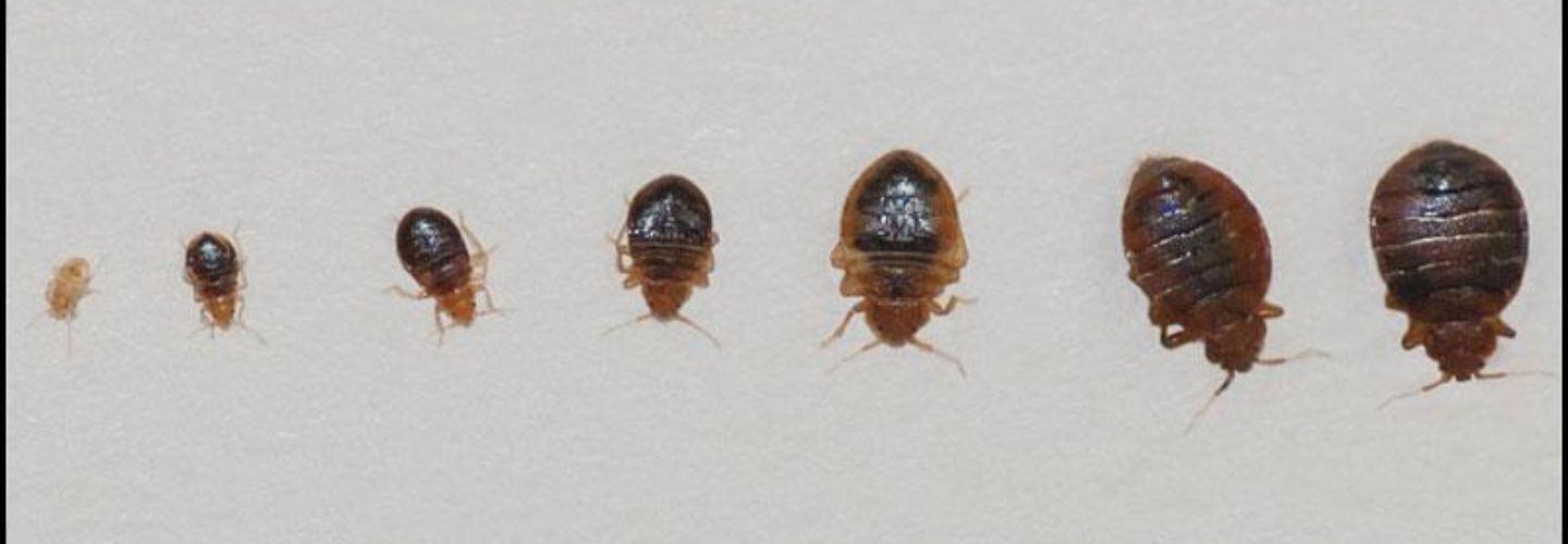 Bed Bug Control Hobart cover photo