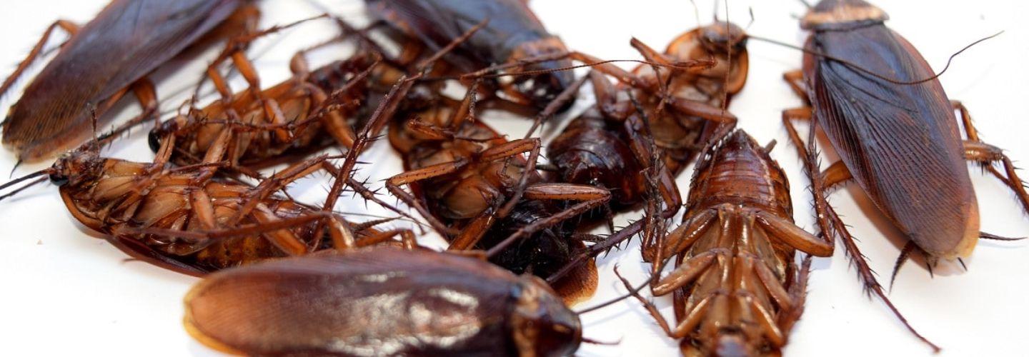 Cockroach Control Perth cover photo