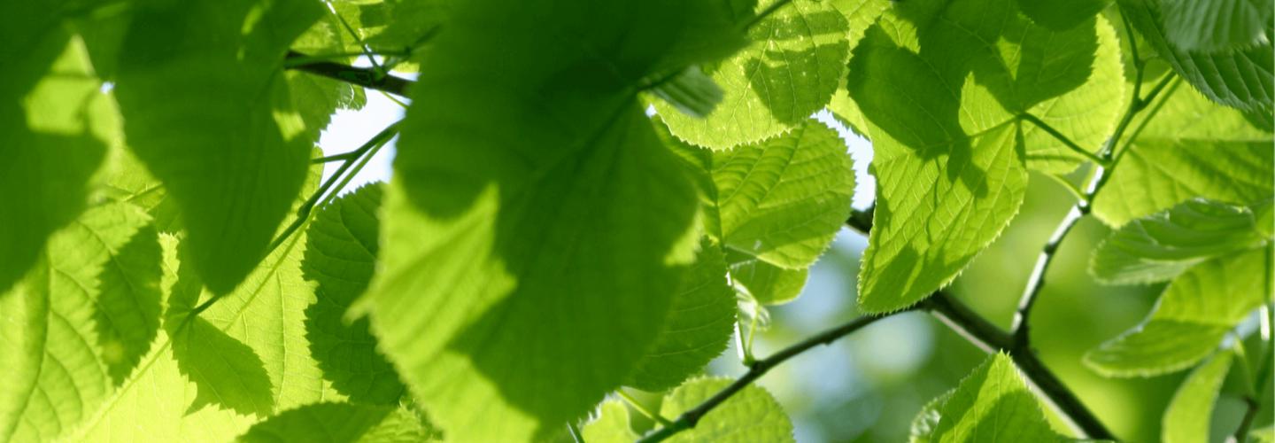 Hogtown Tree Service cover photo