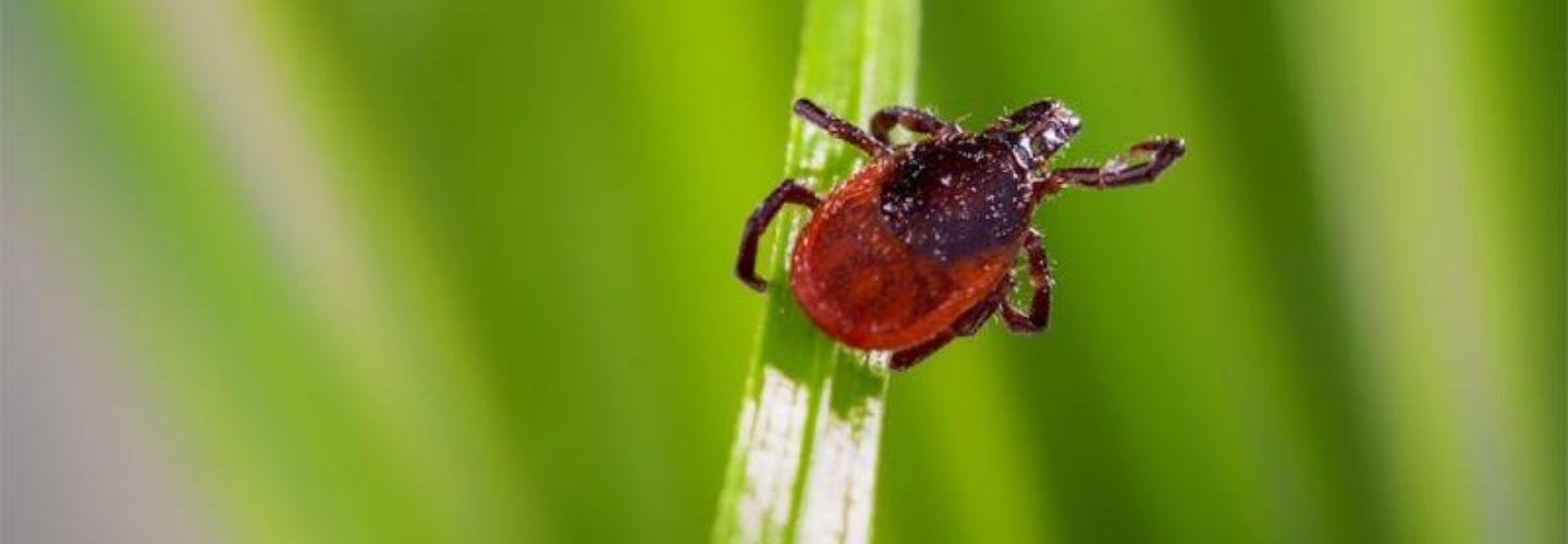 Bee Control Hobart cover photo