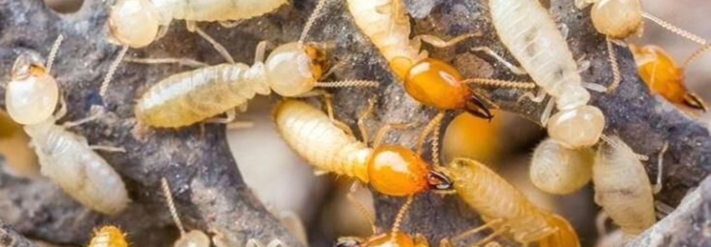 Termite Pest Control Hobart cover photo