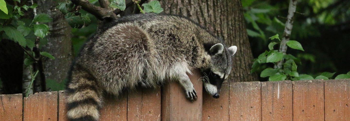 Best Possum Removal Hobart cover photo