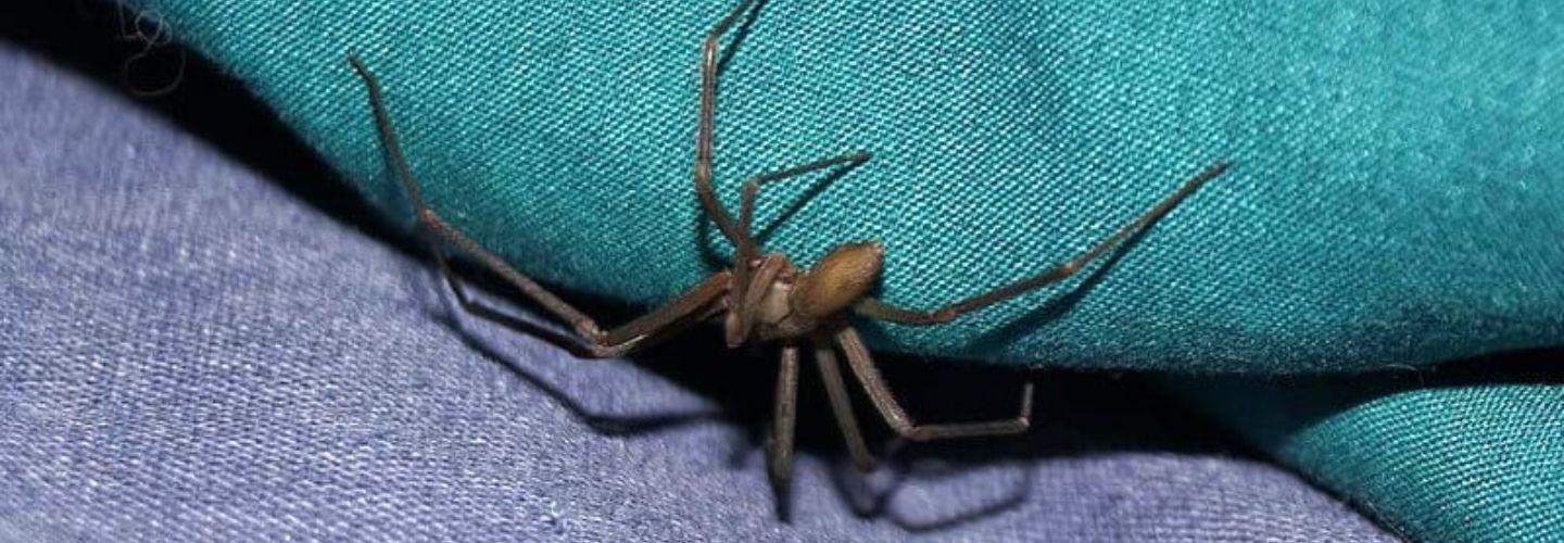 Spider Spray Hobart cover photo