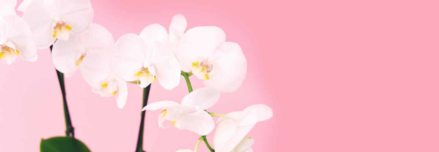 Florist Isle of Dogs cover photo